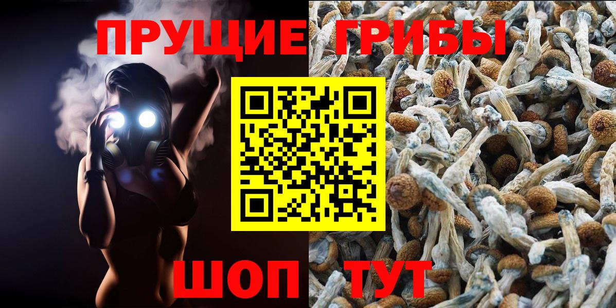 Галлюциногенные грибы Psilocybine cubensis Киров